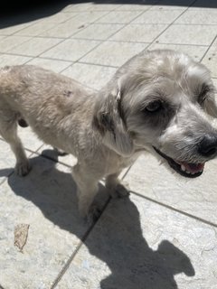 Mixed Shih Tzu - Mixed Breed Dog