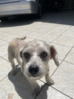 Mixed Shih Tzu - Mixed Breed Dog