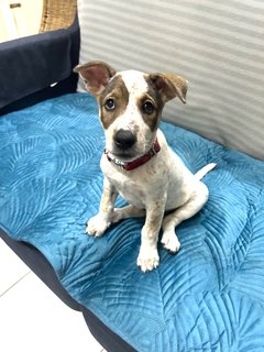 Beautiful Cleo - The Smiley Happy Girl! - Mixed Breed Dog