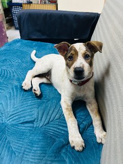 Beautiful Cleo - The Smiley Happy Girl! - Mixed Breed Dog