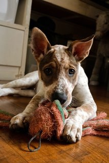 Beautiful Cleo - The Smiley Happy Girl! - Mixed Breed Dog