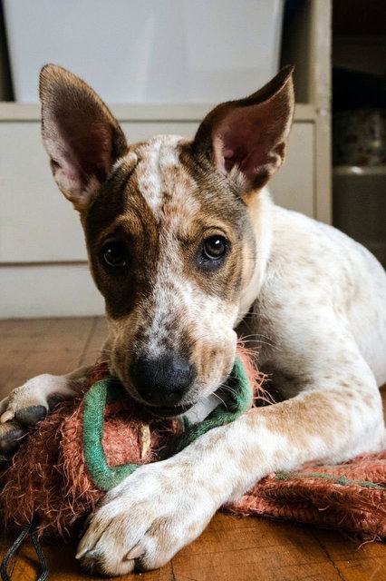 Beautiful Cleo - The Smiley Happy Girl! - Mixed Breed Dog