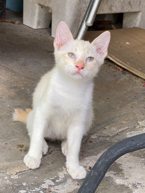 Leo - Domestic Short Hair Cat