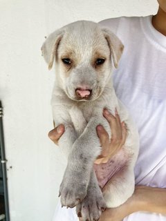 Butterball - Hound Mix Dog