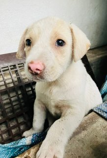 Butterball - Hound Mix Dog