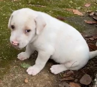 Butterball - Hound Mix Dog