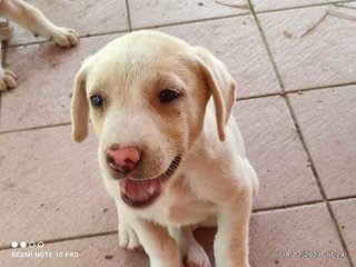 Butterball - Hound Mix Dog