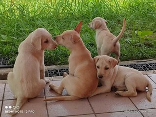 Butterball - Hound Mix Dog