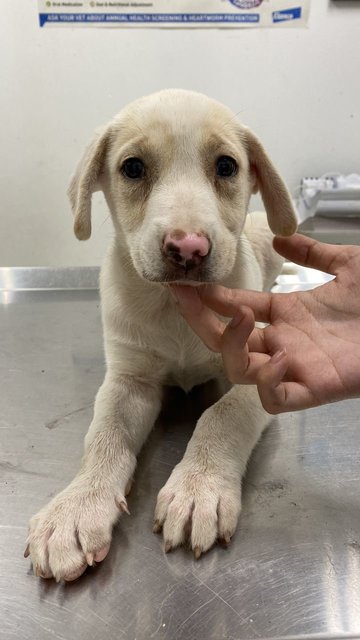 Butterball - Hound Mix Dog