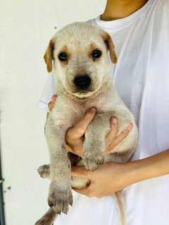 Twinkie - Mixed Breed Dog