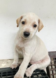 Twinkie - Mixed Breed Dog