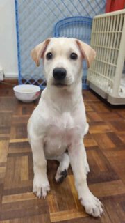 Twinkie - Mixed Breed Dog