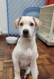 Twinkie - Mixed Breed Dog