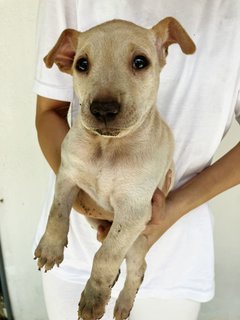 Lolly - Mixed Breed Dog