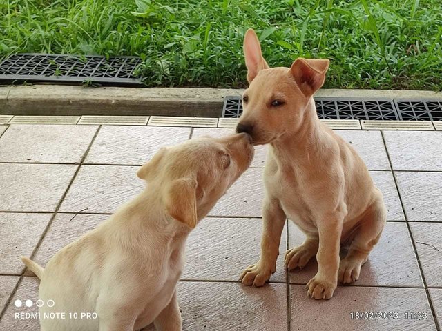 Lolly - Mixed Breed Dog