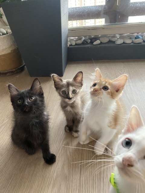 Cutie Pies - Domestic Medium Hair Cat