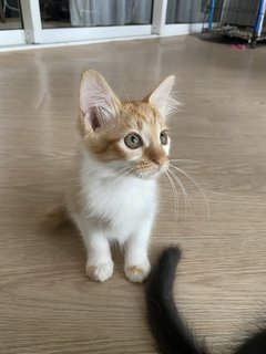 Cutie Pies - Domestic Medium Hair Cat