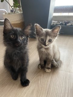 Cutie Pies - Domestic Medium Hair Cat