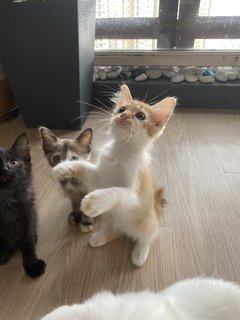 Cutie Pies - Domestic Medium Hair Cat