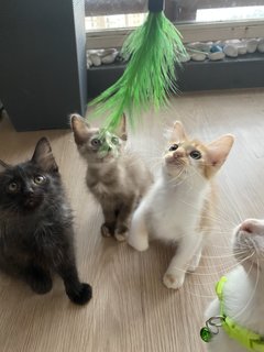 Cutie Pies - Domestic Medium Hair Cat