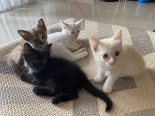 Cutie Pies - Domestic Medium Hair Cat