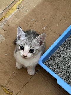 Little Kitten - Domestic Short Hair Cat