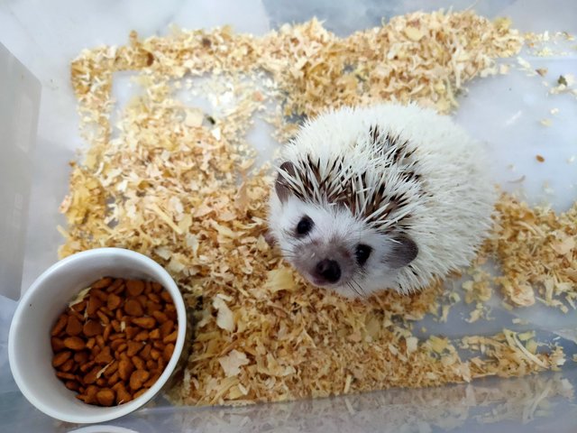 Jack - Hedgehog Small & Furry