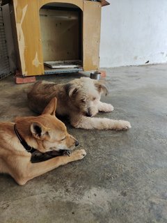 Benji - Terrier Mix Dog