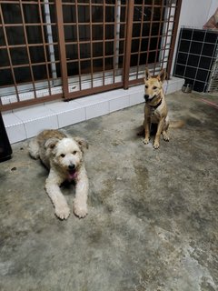 Benji - Terrier Mix Dog