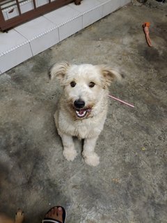 Benji - Terrier Mix Dog