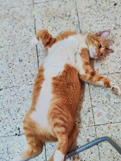 Little Orange  - Domestic Medium Hair Cat