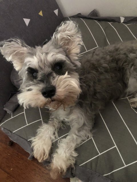 Kirby - Schnauzer Dog