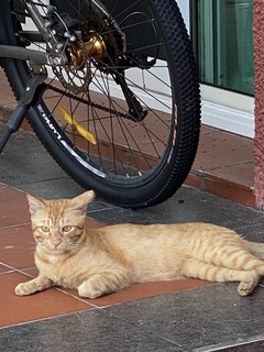 Orange  - Domestic Short Hair Cat