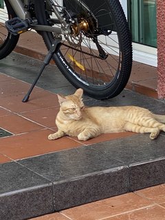 Orange  - Domestic Short Hair Cat