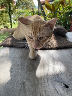 Orange  - Domestic Short Hair Cat