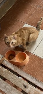 Orange  - Domestic Short Hair Cat