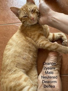 Orange  - Domestic Short Hair Cat