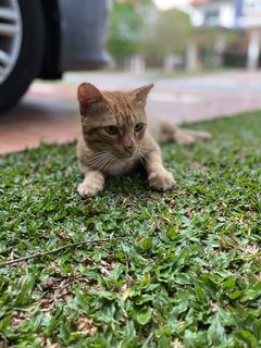 Orange  - Domestic Short Hair Cat