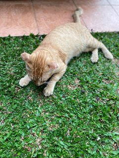 Orange  - Domestic Short Hair Cat