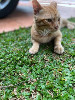 Orange  - Domestic Short Hair Cat