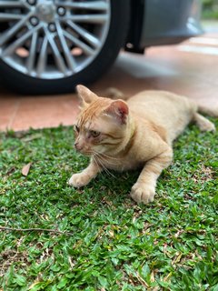 Orange  - Domestic Short Hair Cat