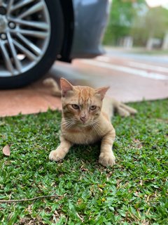 Orange  - Domestic Short Hair Cat