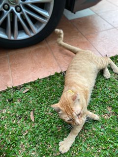 Orange  - Domestic Short Hair Cat