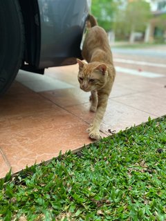 Orange  - Domestic Short Hair Cat