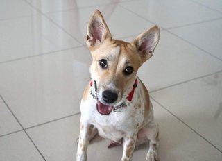 Paula - Mixed Breed Dog