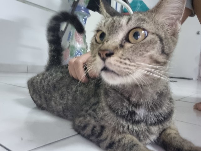 Puma - Domestic Short Hair + Bengal Cat