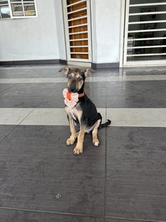 Puppy 45 - Mixed Breed Dog