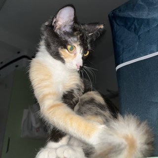 Pao Pao - Domestic Medium Hair Cat