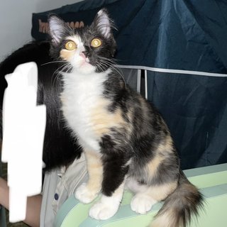 Pao Pao - Domestic Medium Hair Cat