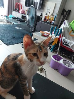 Luna - Calico + Domestic Short Hair Cat